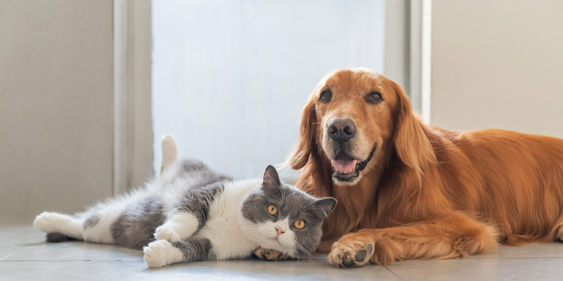 PetMed Veterinary Clinic Kohimarama