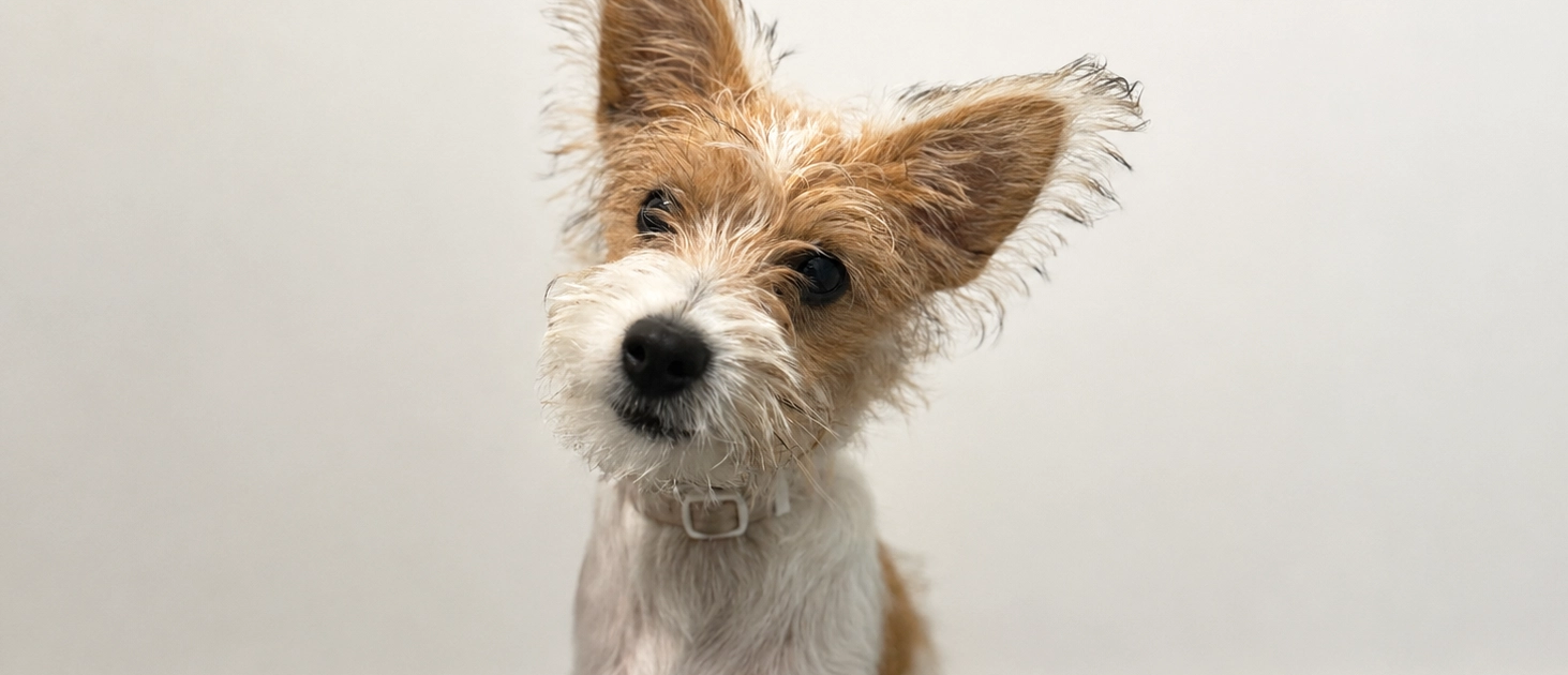 Small puppy sitting indoors for a veterinary blog about when to neuter your pet, dog desexing age and cat neutering advice.