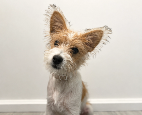 Small puppy sitting indoors for a veterinary blog about when to neuter your pet, dog desexing age and cat neutering advice.