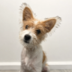 Small puppy sitting indoors for a veterinary blog about when to neuter your pet, dog desexing age and cat neutering advice.